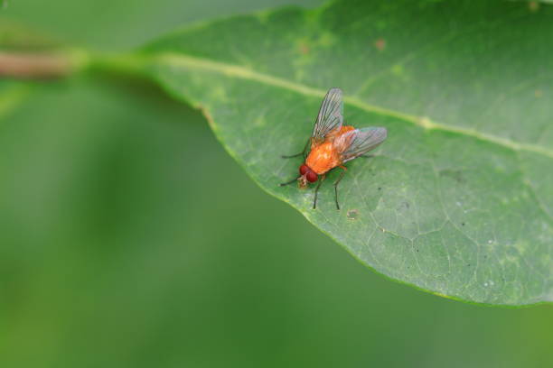 Close up of a blow fly on a leaf