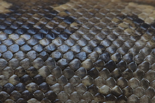 Stock photo showing close-up view of the glossy, textured reptile scales of the skin of an Indian python snake. This reptile is also known as the Asian rock python, black-tailed python or Indian rock python.