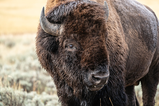 Close-up of American Bison in Yellowstone National Park