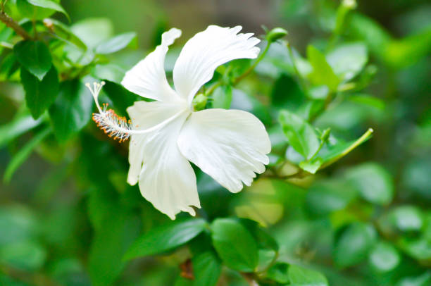 Chinese rose or Hibiscus or white flower