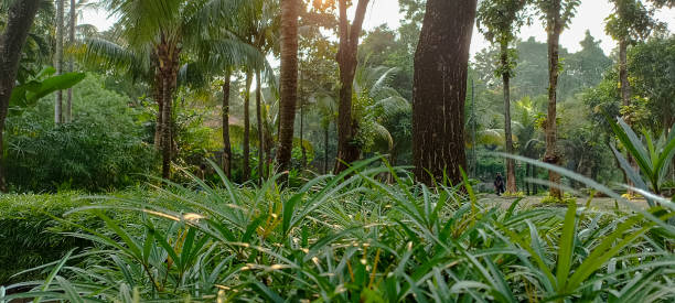 istock Plants and trees in the garden 1522228290