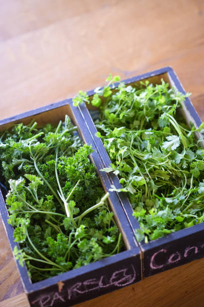 листья петрушки и кориандра для приготовления - herb garden coriander seed cilantro seed стоковые фото и изображения