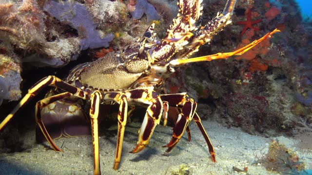 Big lobster closeup - Mediterranean Sea underwater - Scuba diving in Majorca