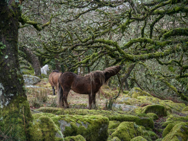 istock Wistman's Wood on Dartmoor 1522243404