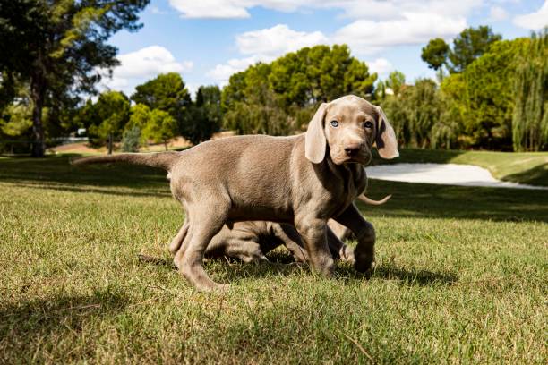 istock One Weimaraner puppy dog 1522260905