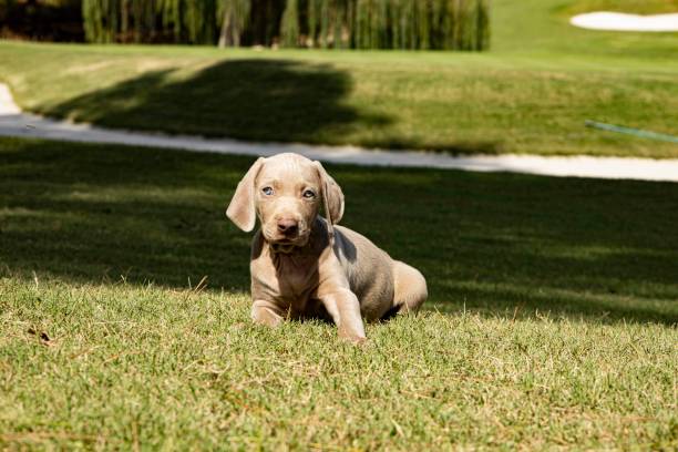 istock One Weimaraner puppy dog 1522261666