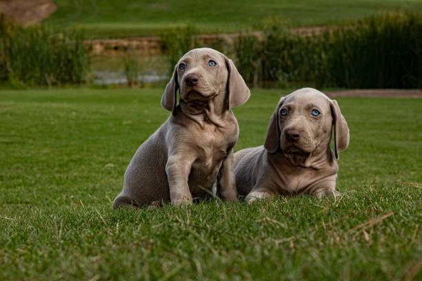 istock Two Weimaraner puppy dogs lying in the grass 1522262015