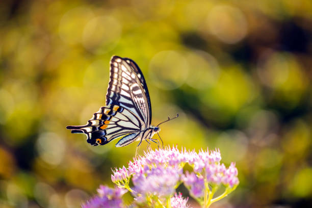 Background material with beautiful flowers and insects as the theme