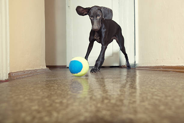 Dog portrait.