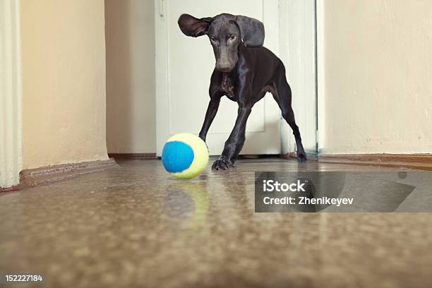 Cão E Bola - Fotografias de stock e mais imagens de Cão - Cão, Interior, Brincalhão