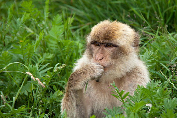 Barbary Macaque stock photo