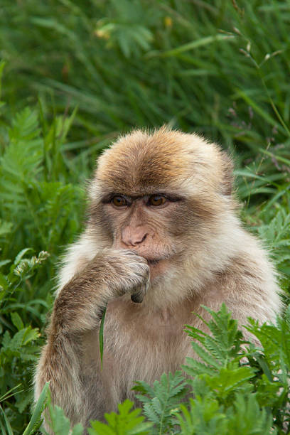 Barbary Macaque stock photo