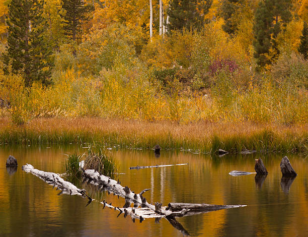 Beaver Pond Reflection stock photo