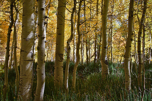 Aspen and Reeds, Lee Vining Canyon stock photo