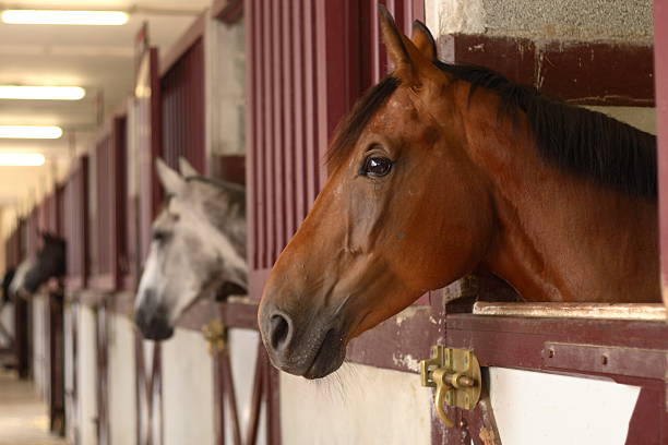 Horses in their stable black white and brown Horses in their stable corral stock pictures, royalty-free photos & images