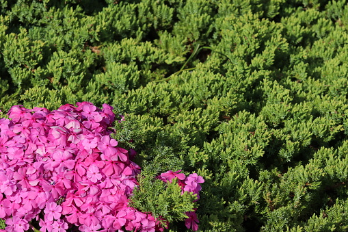 Green coniferous creeping shrubs with pink phlox flowers