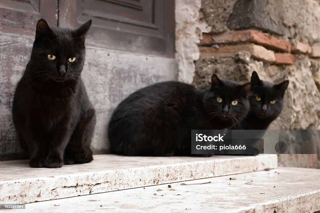 Parásito gatos negro - Foto de stock de Animal libre de derechos