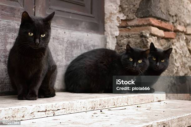 Parásito Gatos Negro Foto de stock y más banco de imágenes de Animal - Animal, Animal callejero, Color negro
