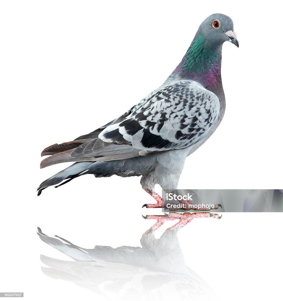 Pigeon Aislado en blanco con reflejo - Foto de stock de Paloma torcaz - Ave libre de derechos