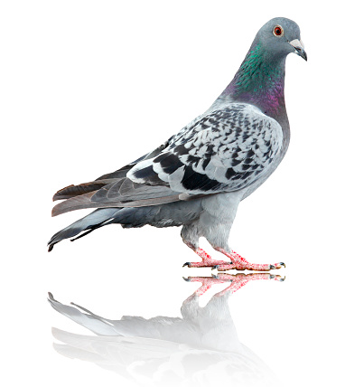 Pigeon isolated on white with reflection. This is a blue-check homing pigeon, also known as a racing pigeon or racing homer, but could certainly pass as a city street pigeon.