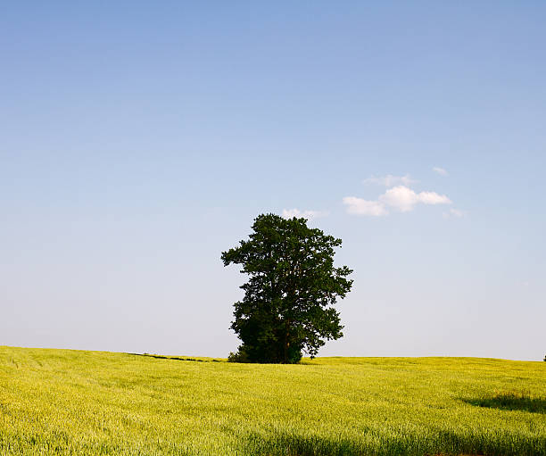 istock field of young wheat 152227502
