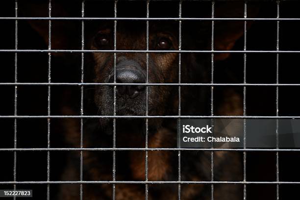 Hunde Augen Stockfoto und mehr Bilder von Abwarten - Abwarten, Adoption eines Haustiers, Angst