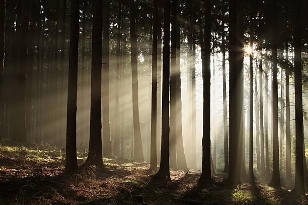 misty coniferous forest at dawn - growth tree spirituality tranquil scene fotografías e imágenes de stock