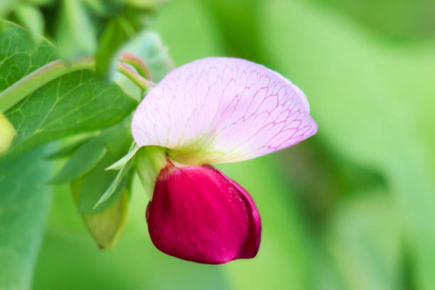 istock Purple sugar pea flower 1522282116