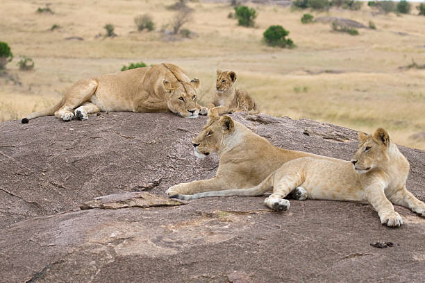 Lion fierté au Kenya - Photo