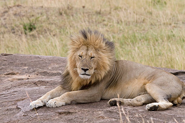Male lion au Kenya. - Photo