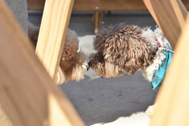 istock Dogs in love 1522293850