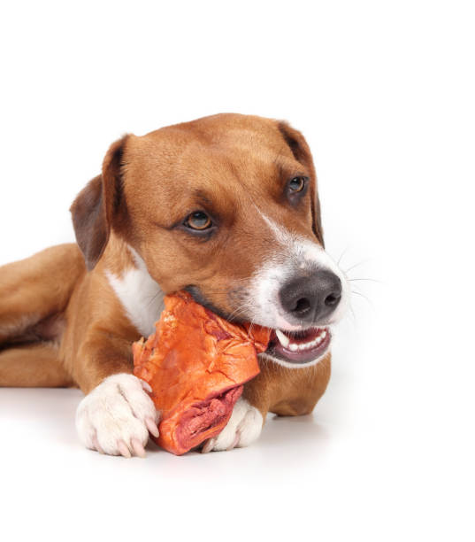 istock Isolated dog chewing on buffalo ear looking at camera. 1522315842
