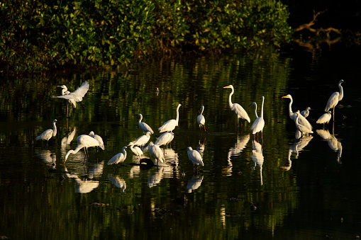 A group of egrets was seen looking for food in a mangrove forest area at a reservoir in Lhokseumawe, Aceh Province, Indonesia.