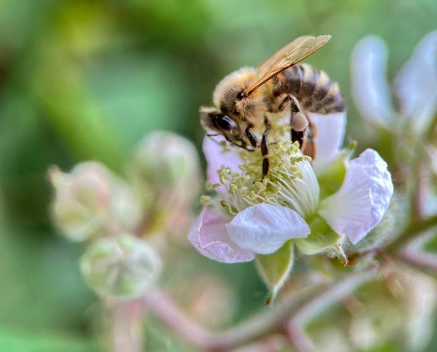 istock Western honey bee 1522339495