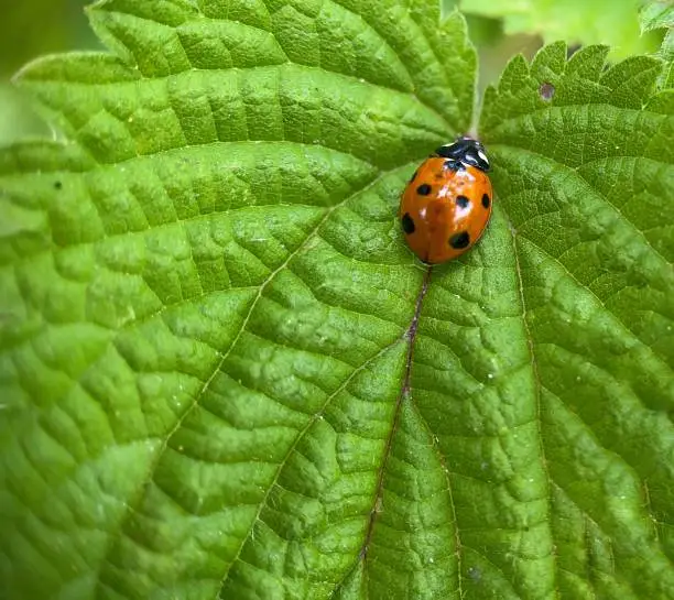 Six spot ladybird feeding on a nettle leaf