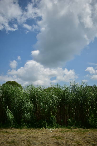 istock crop field and blue sky 1522377415