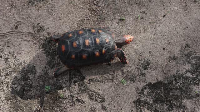 tortoise walking on sandy terrain