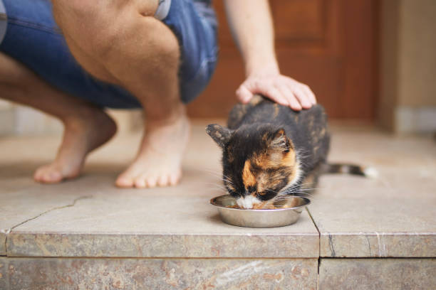 istock Pet owner feeding his tabby cat 1522385340
