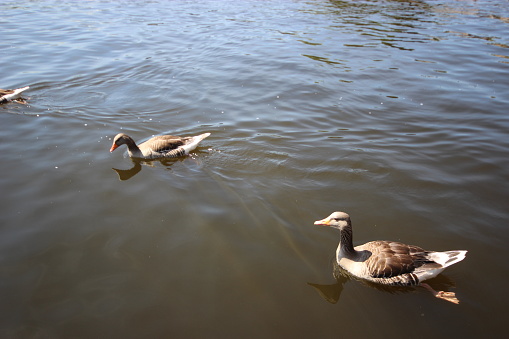 A gang of geese chilling on water
