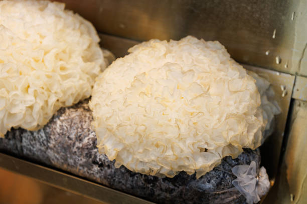 Fresh Snow Fungus (Tremella fuciformis)