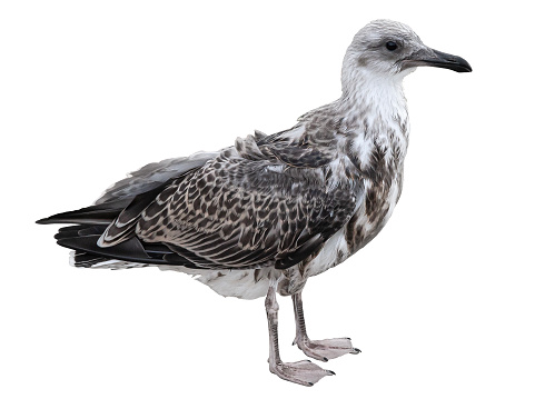 Mature Herring Gull isolated against white background