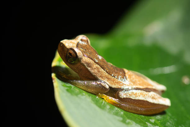 istock Elegant forest tree frog (Dendropsophus elegans) photographed in the Atlantic rainforest after heavy overnight rain. 1522421966