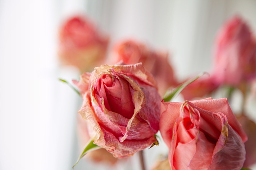 Several pink dried rose buds against light background. Group of beautiful dead flowers close-up as a concept of passed time, sadness, depression