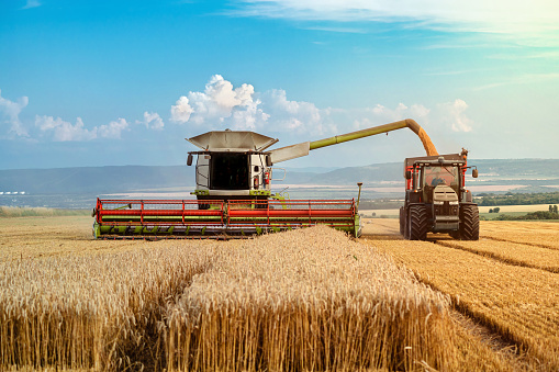 Grain harvesting in the wheat field