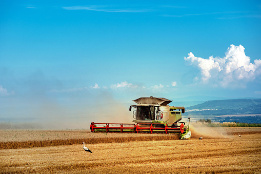 Combine harvester harvesting wheat in the wheat field during the day