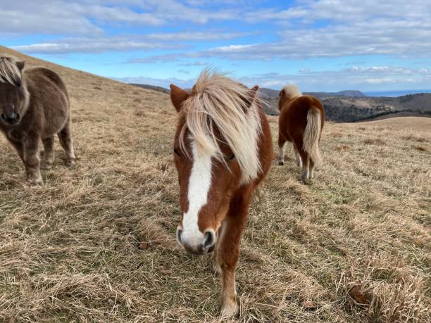 istock Shiohokusan Horse (Hakodate) 1522436372