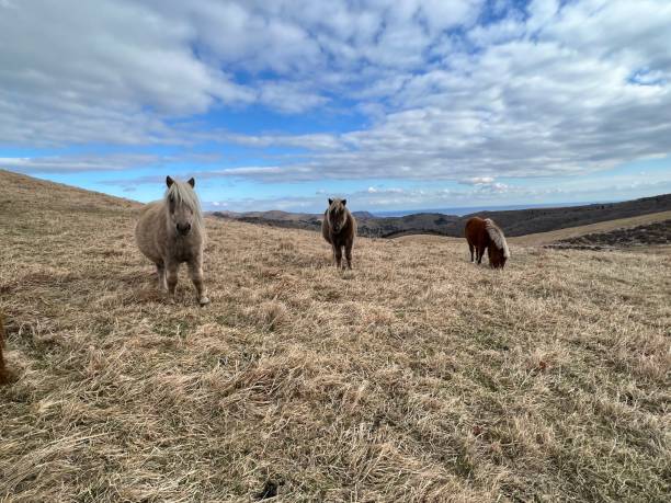 istock Shiohokusan Horse (Hakodate) 1522436374