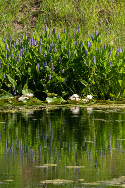 istock Pond Reflections Vertical - Pickerelweed & Water Lilies 1522452129