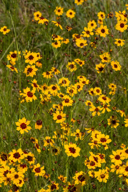 istock Yellow Flowers in the Field Vertical 1522456687