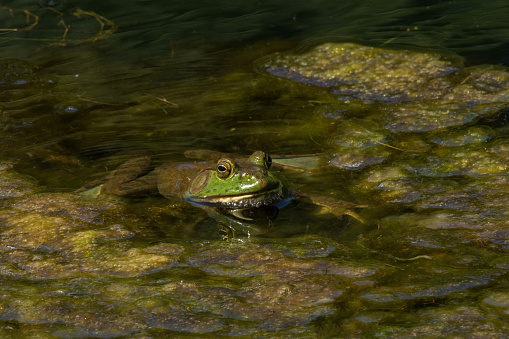 Bullfrog Peers Out from Algae